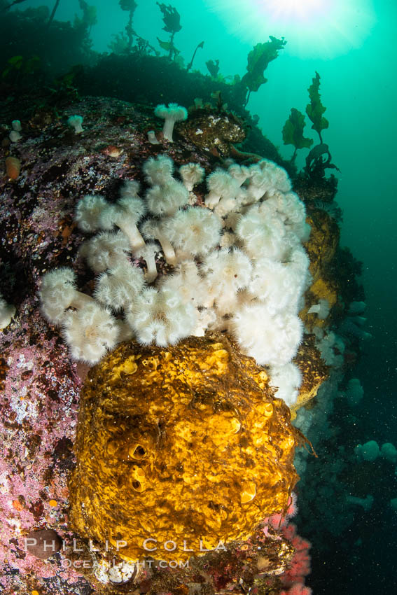 Yellow sulphur sponge and white metridium anemones, on a cold water reef teeming with invertebrate life. Browning Pass, Vancouver Island. British Columbia, Canada, Halichondria panicea, Metridium senile, natural history stock photograph, photo id 35499