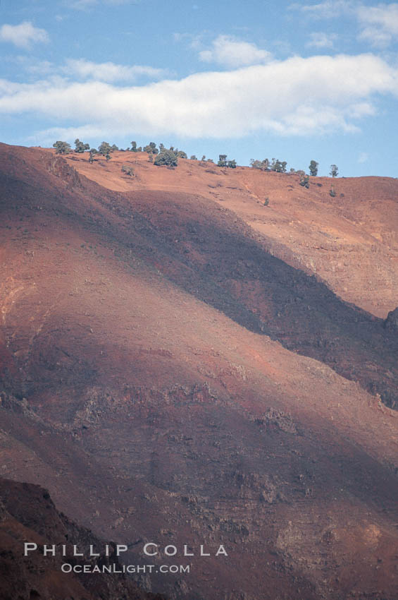 Sparse trees along island crest catch moisture from clouds. Guadalupe Island (Isla Guadalupe), Baja California, Mexico, natural history stock photograph, photo id 03708