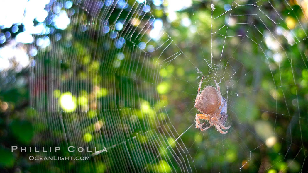 Sun spider. Rancho Santa Fe, California, USA, natural history stock photograph, photo id 21790