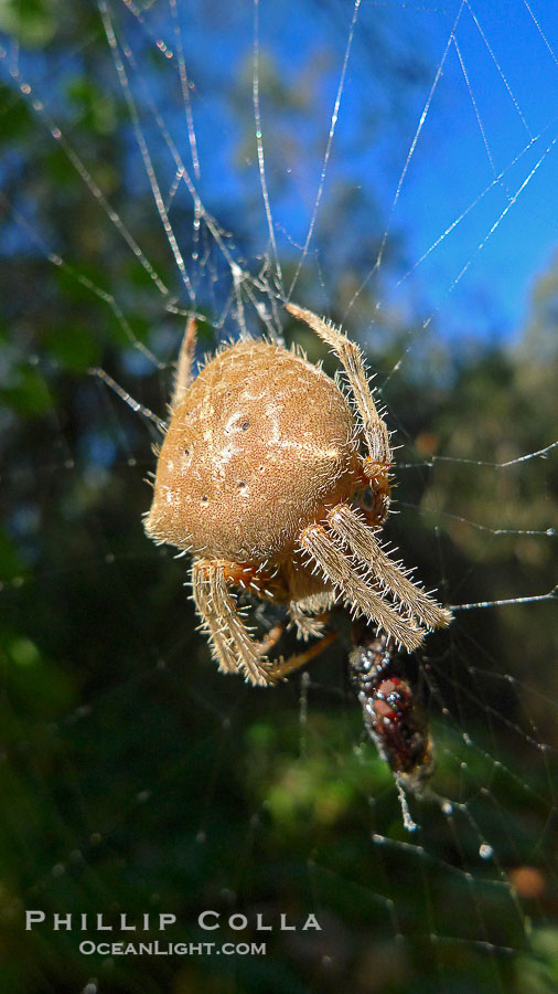 Sun spider., natural history stock photograph, photo id 21792