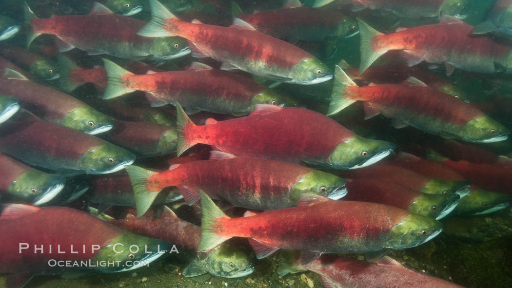 A school of sockeye salmon, swimming up the Adams River to spawn, where they will lay eggs and die. Roderick Haig-Brown Provincial Park, British Columbia, Canada, Oncorhynchus nerka, natural history stock photograph, photo id 26146