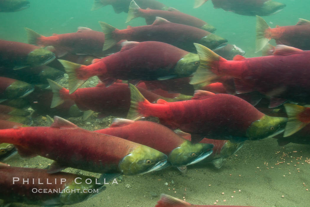 A school of sockeye salmon, swimming up the Adams River to spawn, where they will lay eggs and die. Roderick Haig-Brown Provincial Park, British Columbia, Canada, Oncorhynchus nerka, natural history stock photograph, photo id 26176