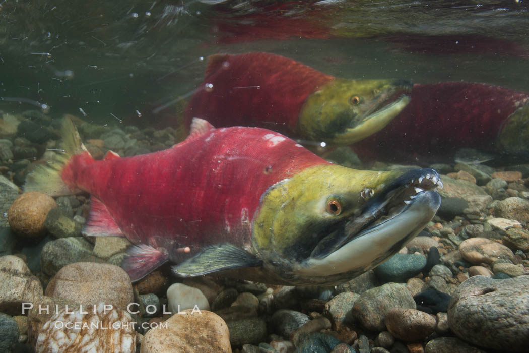 Two male sockeye salmon, swimming together against the current of the Adams River.  After four years of life and two migrations of the Fraser and Adams Rivers, they will soon fertilize a female's eggs and then die. Roderick Haig-Brown Provincial Park, British Columbia, Canada, Oncorhynchus nerka, natural history stock photograph, photo id 26180