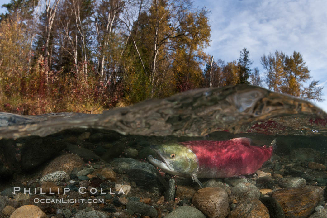 A sockeye salmon swims in the shallows of the Adams River, with the surrounding forest visible in this split-level over-under photograph. Roderick Haig-Brown Provincial Park, British Columbia, Canada, Oncorhynchus nerka, natural history stock photograph, photo id 26177