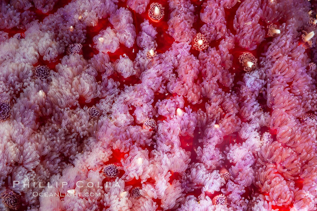 Sunflower star (sun starfish), dorsal surface detail. San Nicholas Island, California, USA, Pycnopodia helianthoides, natural history stock photograph, photo id 10182