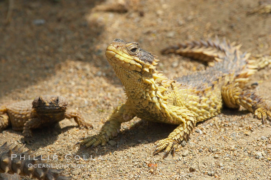 Sungazer lizard., Cordylus giganteus, natural history stock photograph, photo id 12558