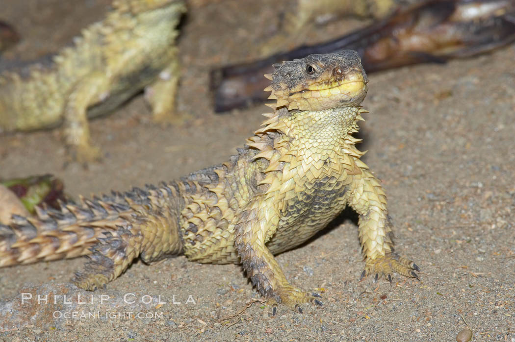 Sungazer lizard., Cordylus giganteus, natural history stock photograph, photo id 12738