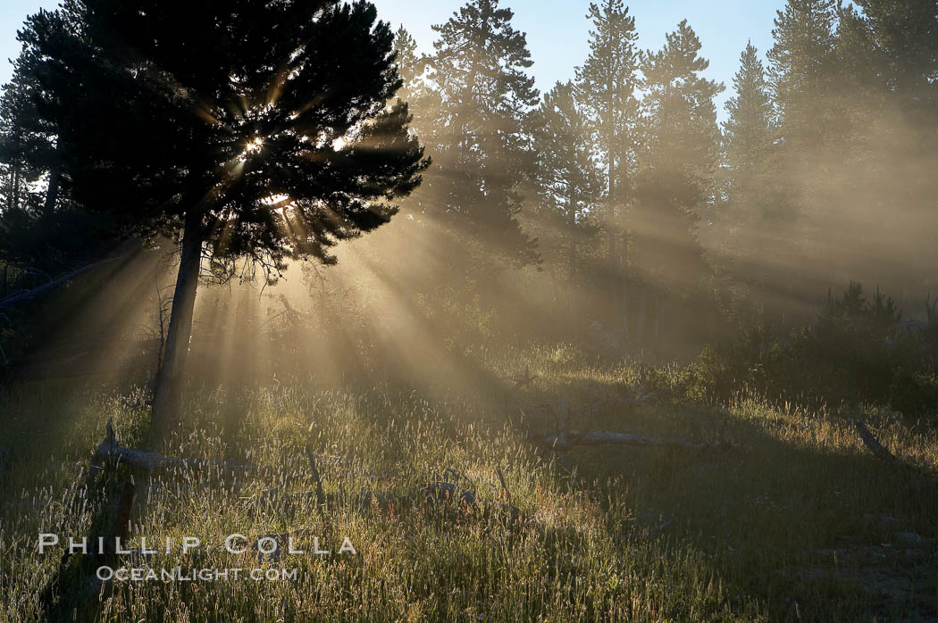 Sunlight and steam, early morning. Lower Geyser Basin, Yellowstone National Park, Wyoming, USA, natural history stock photograph, photo id 13566