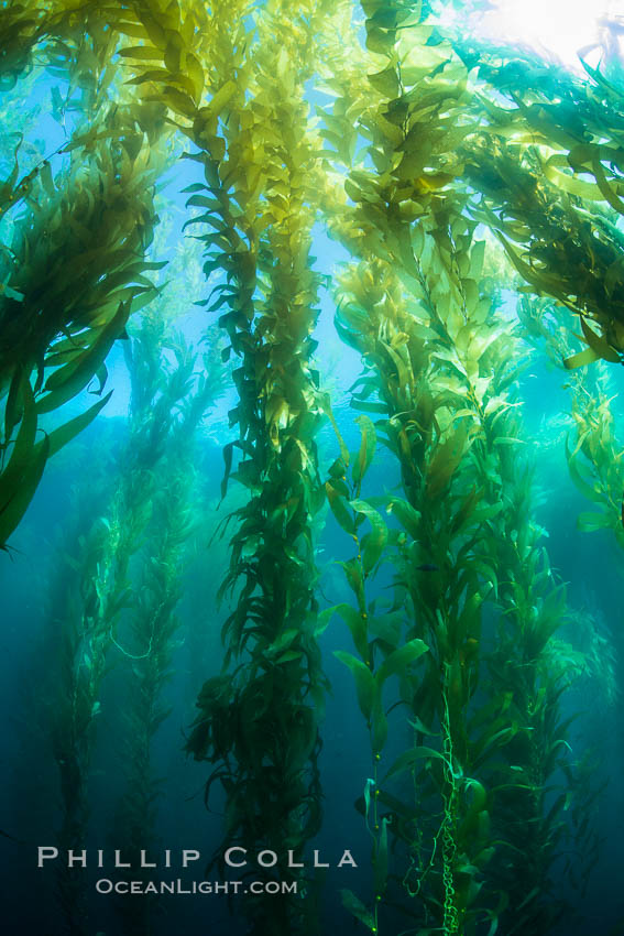Sunlight streams through giant kelp forest. Giant kelp, the fastest growing plant on Earth, reaches from the rocky reef to the ocean's surface like a submarine forest. Catalina Island, California, USA, natural history stock photograph, photo id 34215