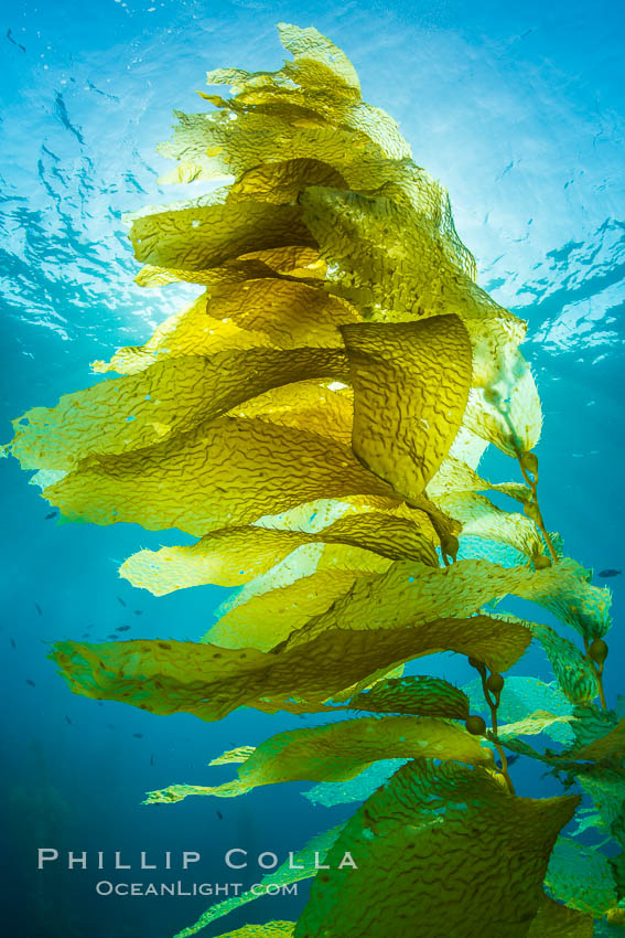 Sunlight streams through giant kelp forest. Giant kelp, the fastest growing plant on Earth, reaches from the rocky reef to the ocean's surface like a submarine forest. Catalina Island, California, USA, natural history stock photograph, photo id 34227