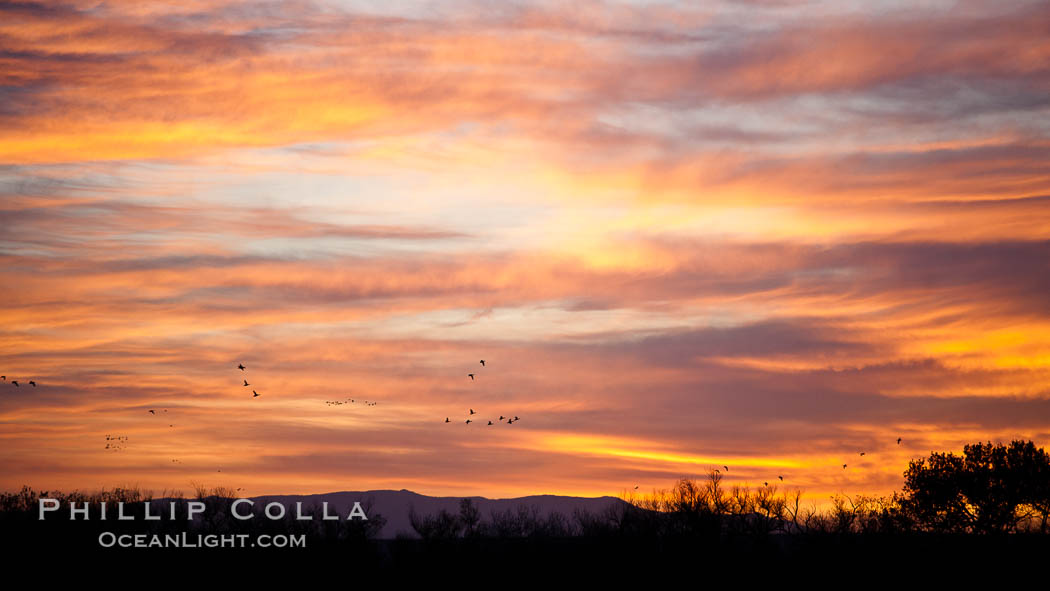 Sunrise and colorful clouds fill the sky. Bosque Del Apache, Socorro, New Mexico, USA, natural history stock photograph, photo id 26259