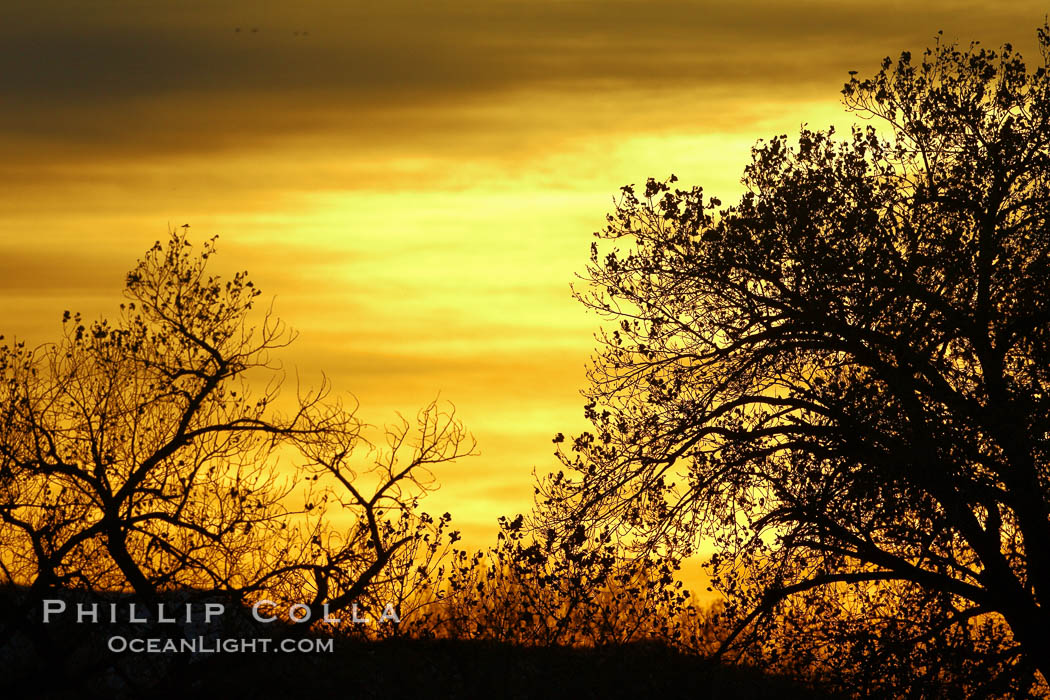 Sunrise, Bosque del Apache National Wildlife Refuge. Socorro, New Mexico, USA, natural history stock photograph, photo id 22025