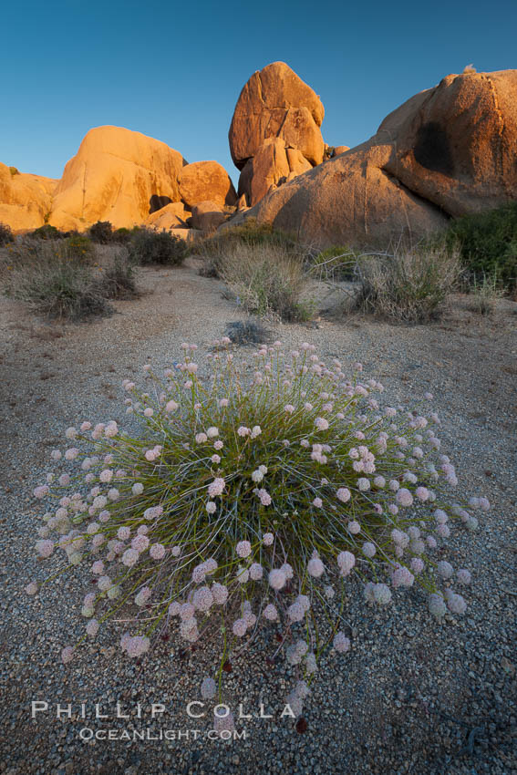 Sunrise and flowering plant, a beautiful desert southwest scene in Joshua Tree National Park, California. USA, natural history stock photograph, photo id 26729
