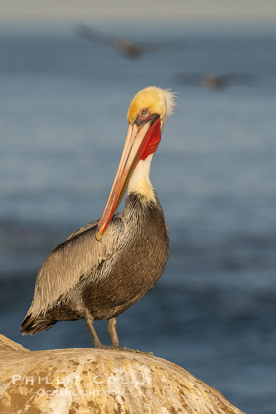 Sunrise Portrait of Brown Pelican Perched Over the Pacific Ocean, non-breeding adult winter plumage, Pelecanus occidentalis, Pelecanus occidentalis californicus, La Jolla, California