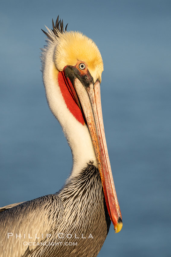 Sunrise Portrait of Brown Pelican Winter Plumage, non-breeding adult winter plumage. La Jolla, California, USA, Pelecanus occidentalis, Pelecanus occidentalis californicus, natural history stock photograph, photo id 39816