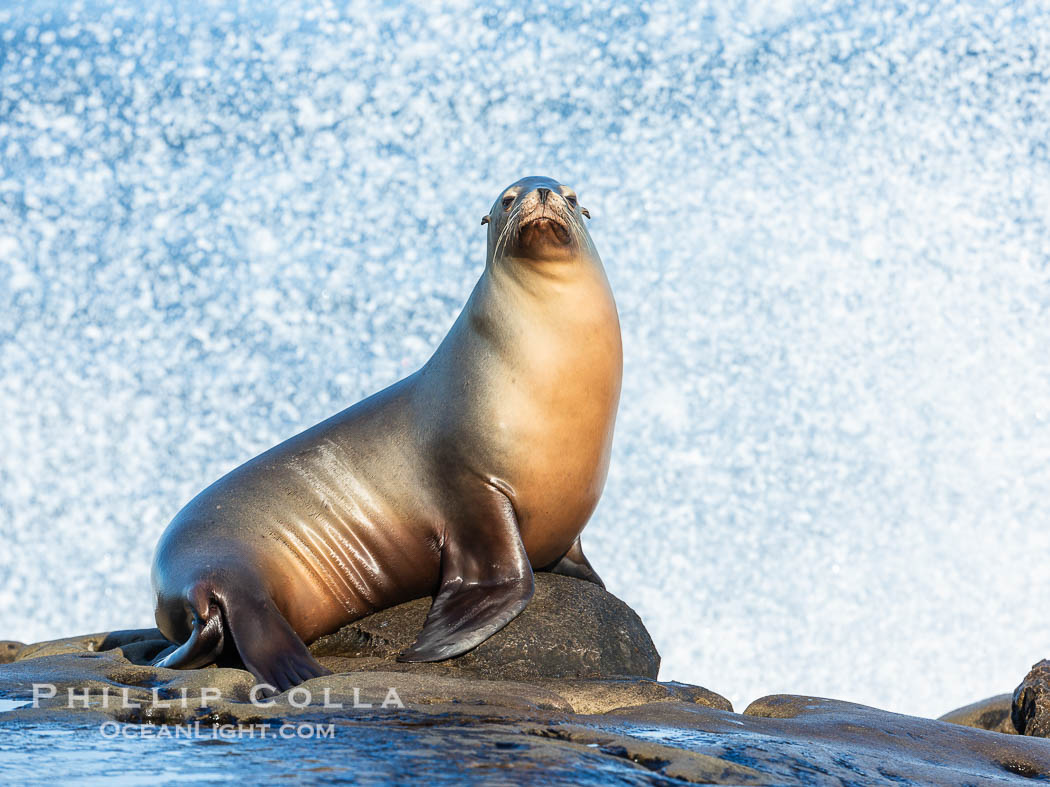 Sunrise Portrait of California Sea Lion at La Jolla Cove on the Point La Jolla Reef. USA, Zalophus californianus, natural history stock photograph, photo id 40190