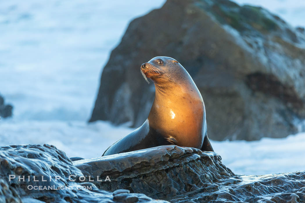 Sunrise Portrait of California Sea Lion at La Jolla Cove on the Point La Jolla Reef, Zalophus californianus