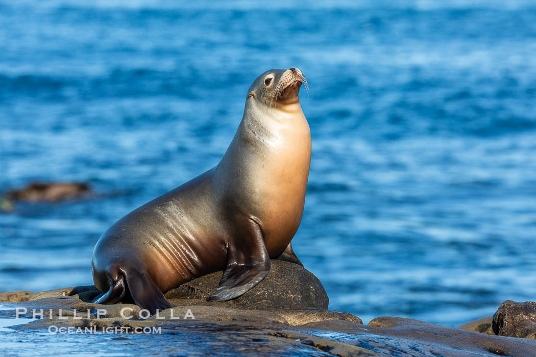 Sunrise Portrait of California Sea Lion at La Jolla Cove on the Point La Jolla Reef, Zalophus californianus