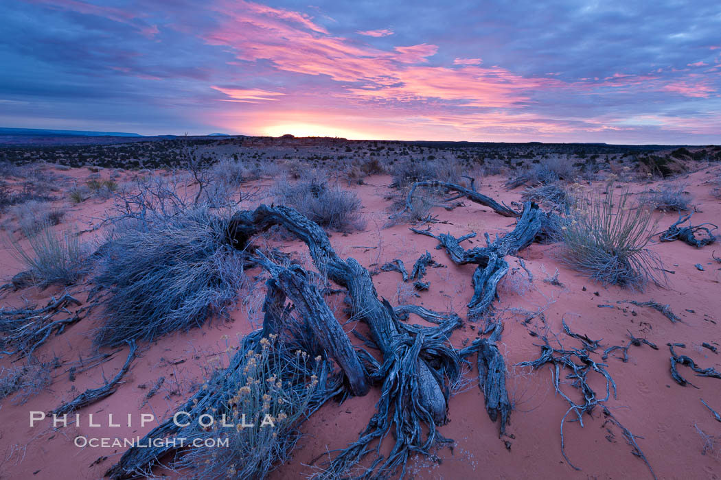 Sunrise over the South Coyote Buttes. Paria Canyon-Vermilion Cliffs Wilderness, Arizona, USA, natural history stock photograph, photo id 26666