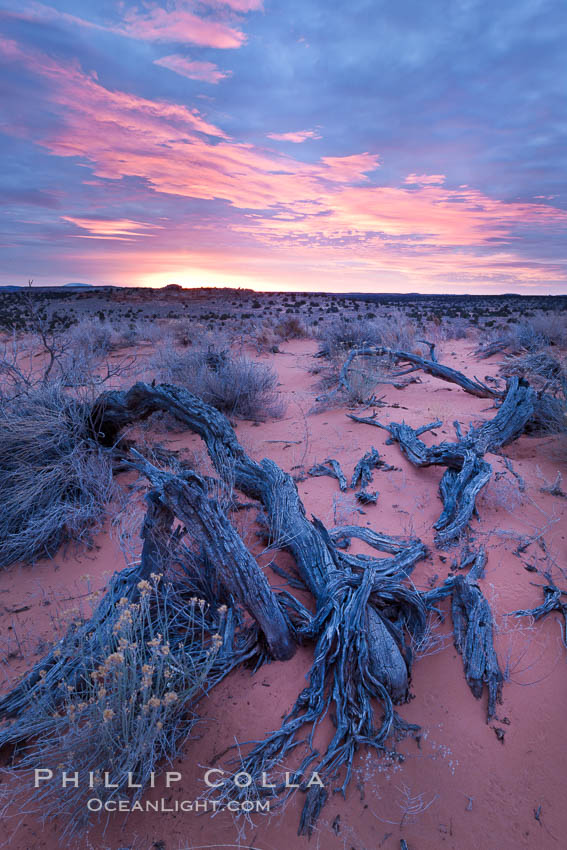 Sunrise over the South Coyote Buttes. Paria Canyon-Vermilion Cliffs Wilderness, Arizona, USA, natural history stock photograph, photo id 26608