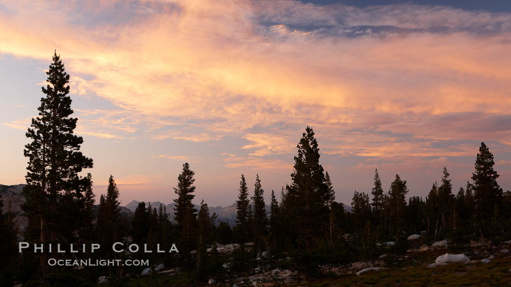 Sunset clouds and trees, Vogelsang High Sierra Camp, summer in Yosemite's high country. Yosemite National Park, California, USA, natural history stock photograph, photo id 23207