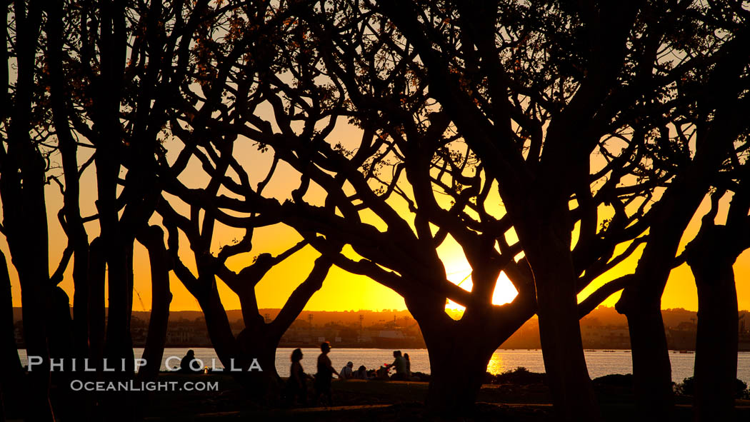 Sunset and Coral trees, San Diego Embarcadero Marina Park. California, USA, natural history stock photograph, photo id 26564