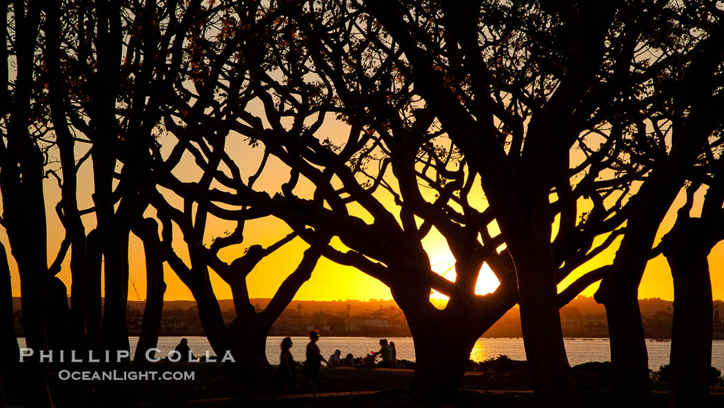 Sunset and Coral trees, San Diego Embarcadero Marina Park.