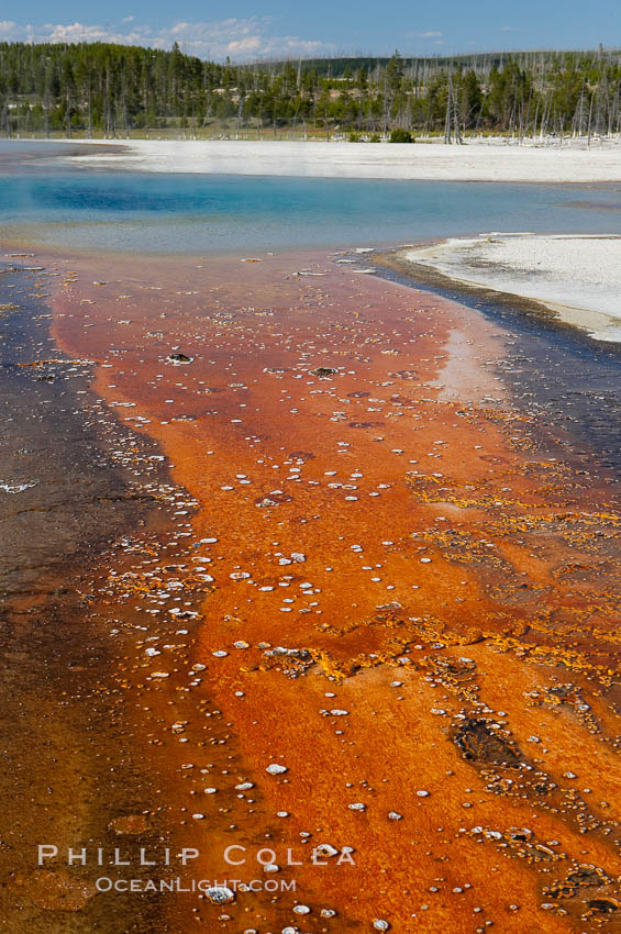 Colorful bacteria mats mark the runoff from Sunset Lake. Black Sand Basin, Yellowstone National Park, Wyoming, USA, natural history stock photograph, photo id 13511