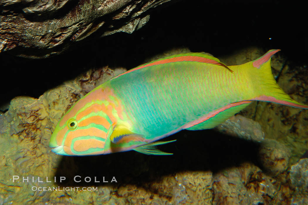Sunset wrasse., Thalassoma lutescens, natural history stock photograph, photo id 08872