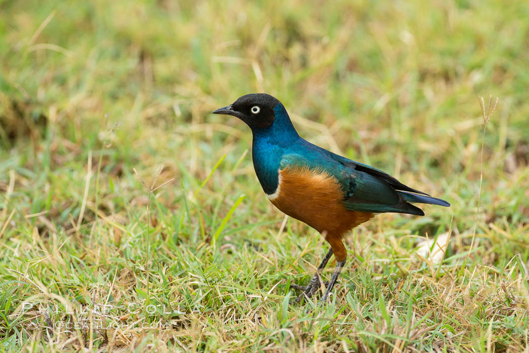 Superb Starling, Amboseli National Park, Kenya., Lamprotornis superbus, natural history stock photograph, photo id 29549