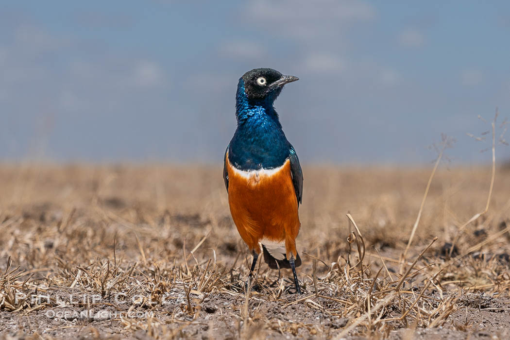 Superb Starling, Lamprotornis superbus, Amboseli National Park., natural history stock photograph, photo id 39578