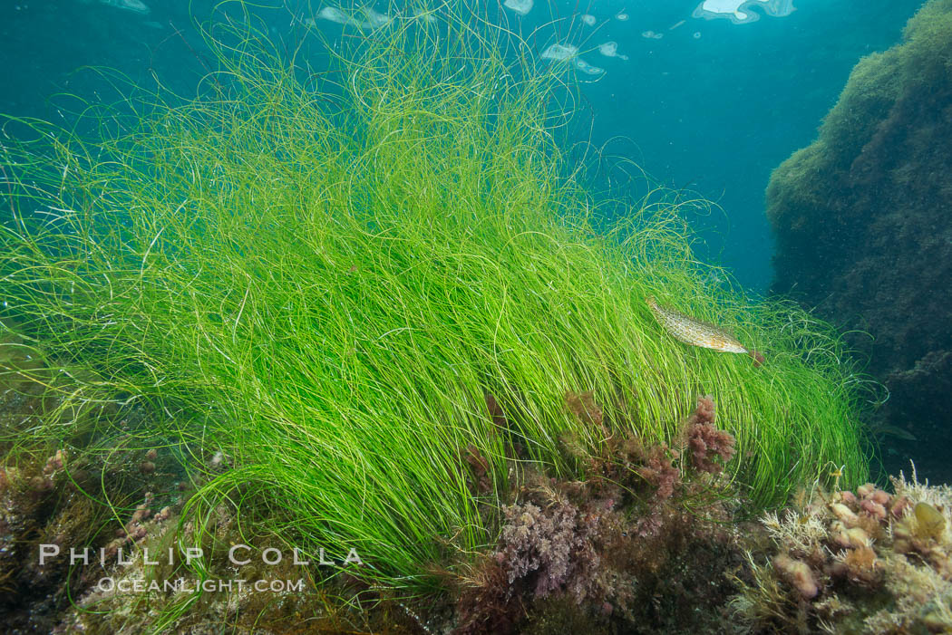 Surf grass, Phyllospadix, underwater. Catalina Island, California, USA, Phyllospadix, natural history stock photograph, photo id 30963