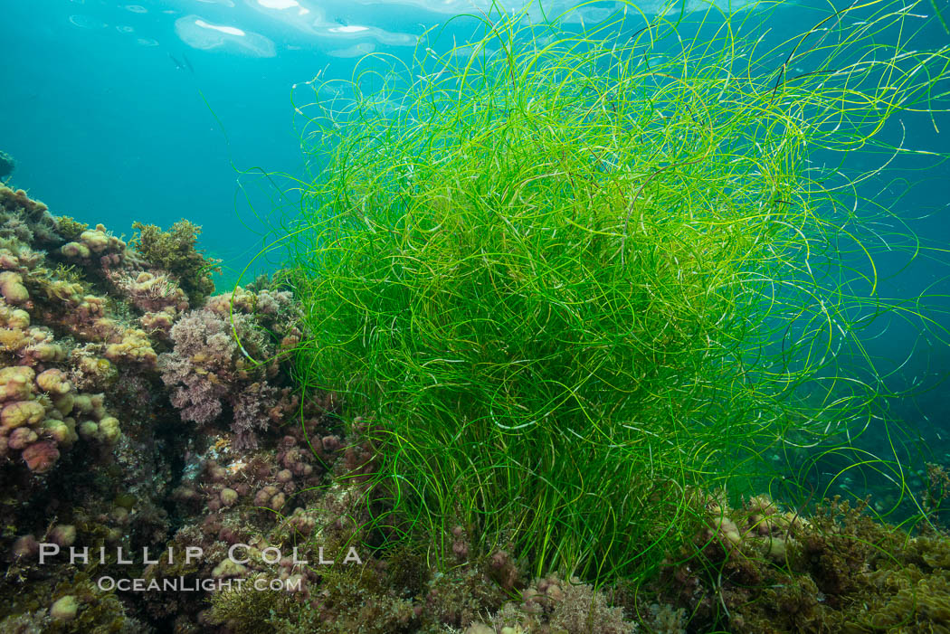 Surf grass, Phyllospadix, underwater. Catalina Island, California, USA, Phyllospadix, natural history stock photograph, photo id 30961