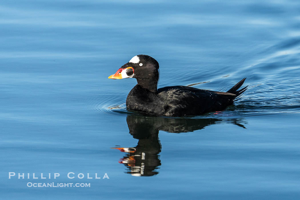 Surf Scooter, Melanitta perspicillata., Melanitta perspicillata, natural history stock photograph, photo id 40026