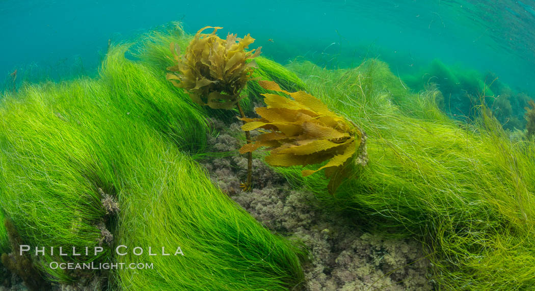 Southern sea palm (yellow) and surf grass (green), shallow water, San Clemente Island. California, USA, Eisenia arborea, Phyllospadix, natural history stock photograph, photo id 30942
