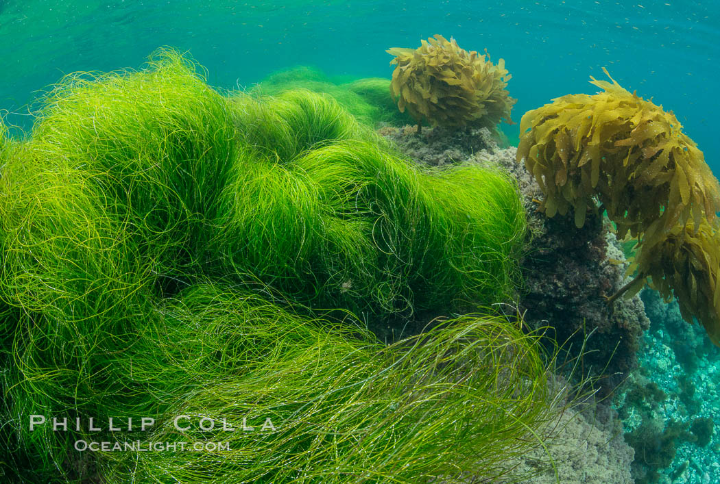 Southern sea palm (yellow) and surf grass (green), shallow water, San Clemente Island. California, USA, Eisenia arborea, Phyllospadix, natural history stock photograph, photo id 30944