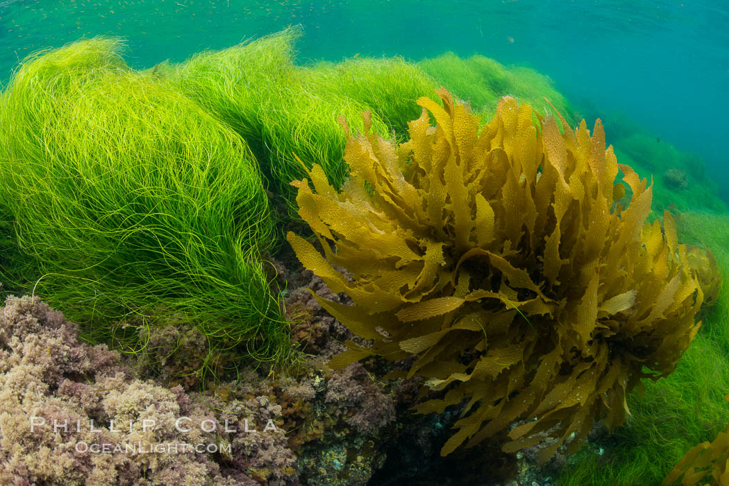 Southern sea palm (yellow) and surf grass (green), shallow water, San Clemente Island. California, USA, Eisenia arborea, Phyllospadix, natural history stock photograph, photo id 30945