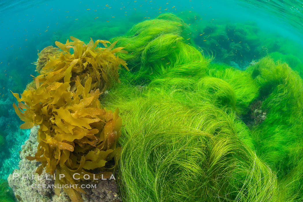 Southern sea palm (yellow) and surf grass (green), shallow water, San Clemente Island. California, USA, Eisenia arborea, Phyllospadix, natural history stock photograph, photo id 30953