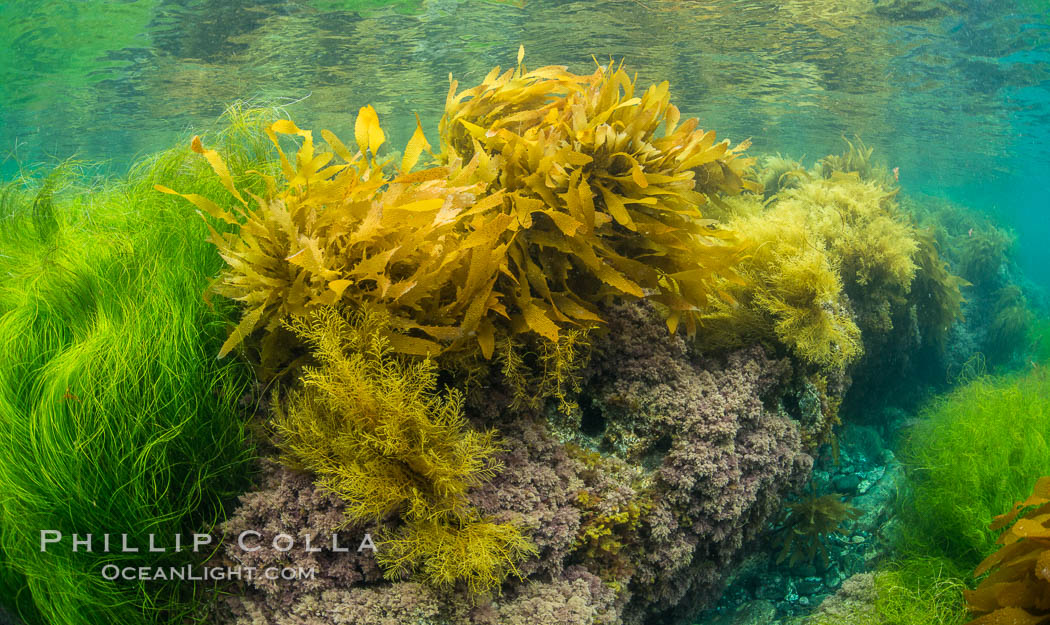 Southern sea palm (yellow) and surf grass (green), shallow water, San Clemente Island. California, USA, Eisenia arborea, Phyllospadix, natural history stock photograph, photo id 30957