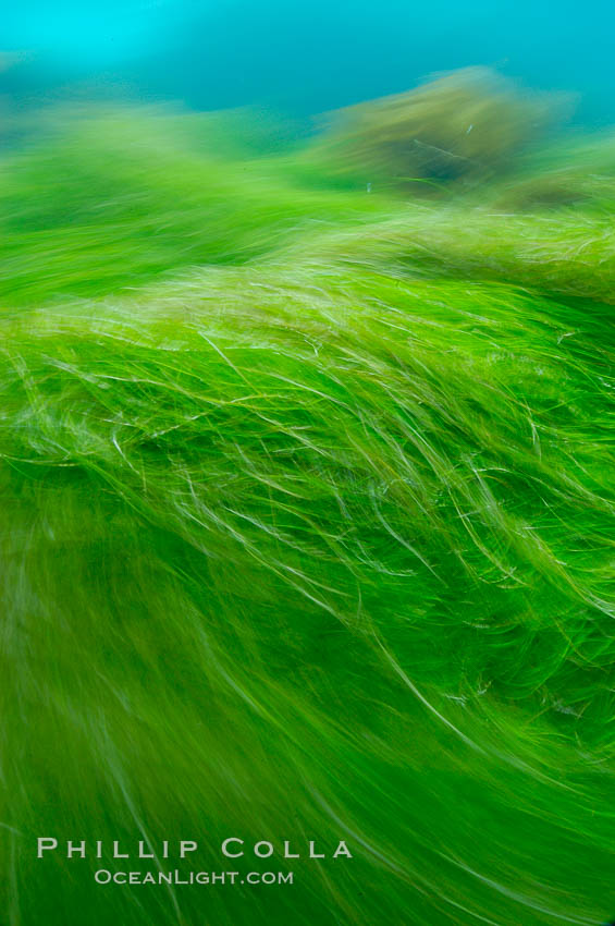 Surf grass on the rocky reef -- appearing blurred in this time exposure -- is tossed back and forth by powerful ocean waves passing by above.  San Clemente Island. California, USA, Phyllospadix, natural history stock photograph, photo id 10250