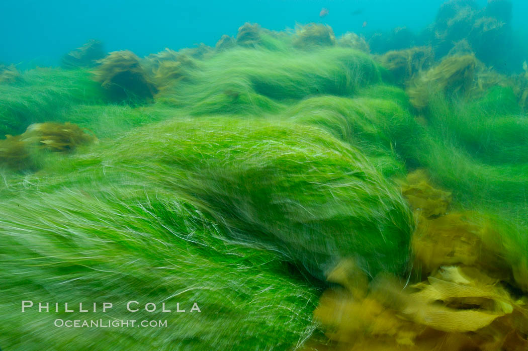 Surf grass on the rocky reef -- appearing blurred in this time exposure -- is tossed back and forth by powerful ocean waves passing by above.  San Clemente Island. California, USA, Phyllospadix, natural history stock photograph, photo id 10258