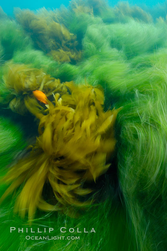 Surf grass (green) and palm kelp (brown) on the rocky reef -- appearing blurred in this time exposure -- are tossed back and forth by powerful ocean waves passing by above.  San Clemente Island. California, USA, Phyllospadix, natural history stock photograph, photo id 10266