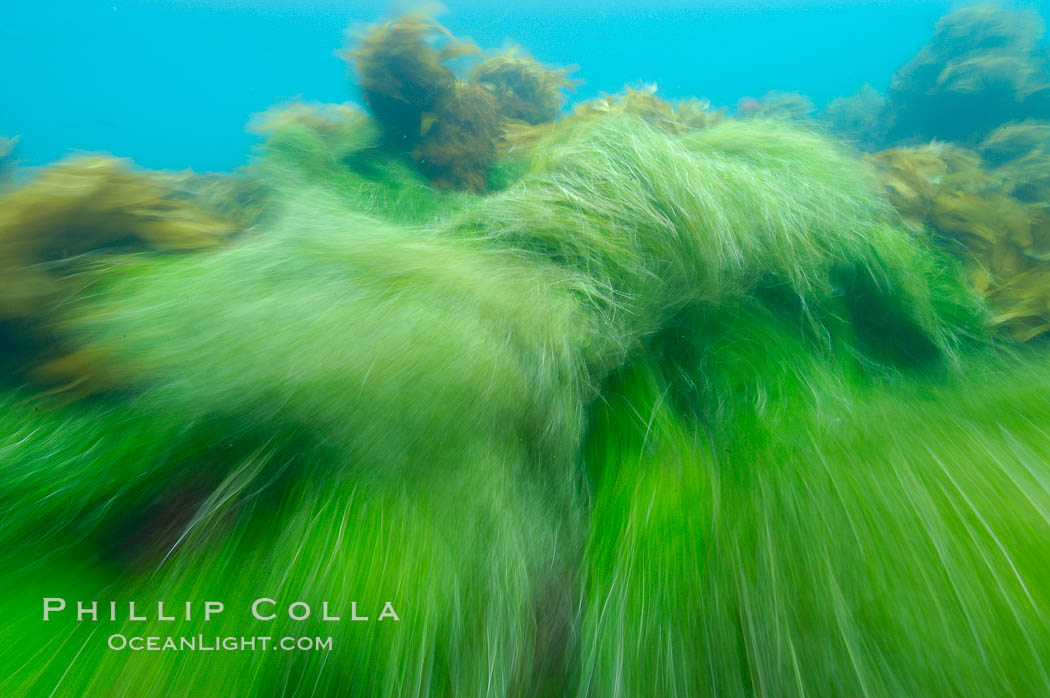 Surf grass on the rocky reef -- appearing blurred in this time exposure -- is tossed back and forth by powerful ocean waves passing by above.  San Clemente Island. California, USA, Phyllospadix, natural history stock photograph, photo id 10270