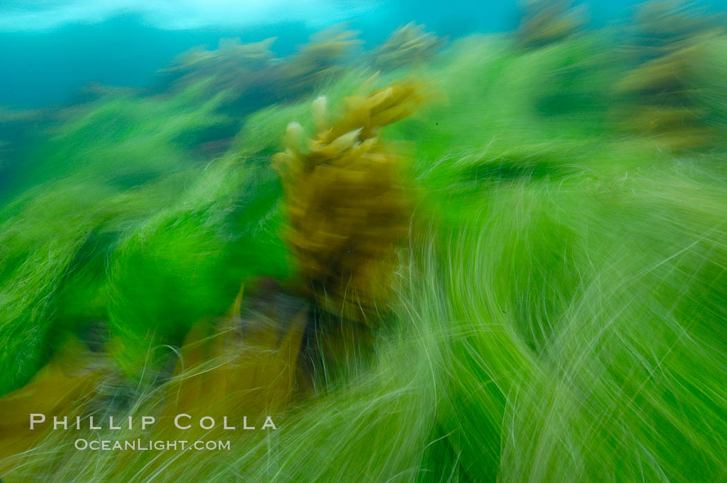 Surf grass on the rocky reef -- appearing blurred in this time exposure -- is tossed back and forth by powerful ocean waves passing by above.  San Clemente Island. California, USA, Phyllospadix, natural history stock photograph, photo id 10260