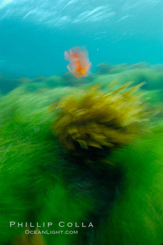 A garibaldi fish (orange), surf grass (green) and palm kelp (brown) on the rocky reef -- all appearing blurred in this time exposure -- are tossed back and forth by powerful ocean waves passing by above.  San Clemente Island., Hypsypops rubicundus, Phyllospadix, natural history stock photograph, photo id 10272