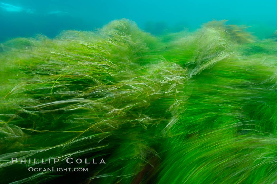 Surf grass on the rocky reef -- appearing blurred in this time exposure -- is tossed back and forth by powerful ocean waves passing by above.  San Clemente Island. California, USA, Phyllospadix, natural history stock photograph, photo id 10255