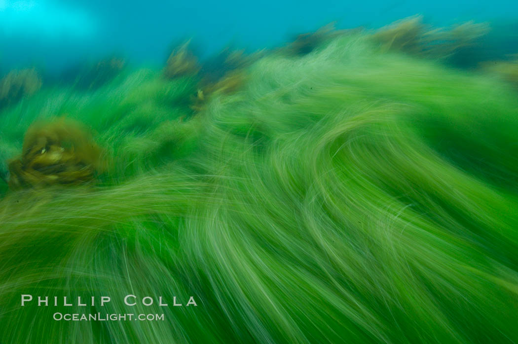 Surf grass on the rocky reef -- appearing blurred in this time exposure -- is tossed back and forth by powerful ocean waves passing by above.  San Clemente Island. California, USA, Phyllospadix, natural history stock photograph, photo id 10259