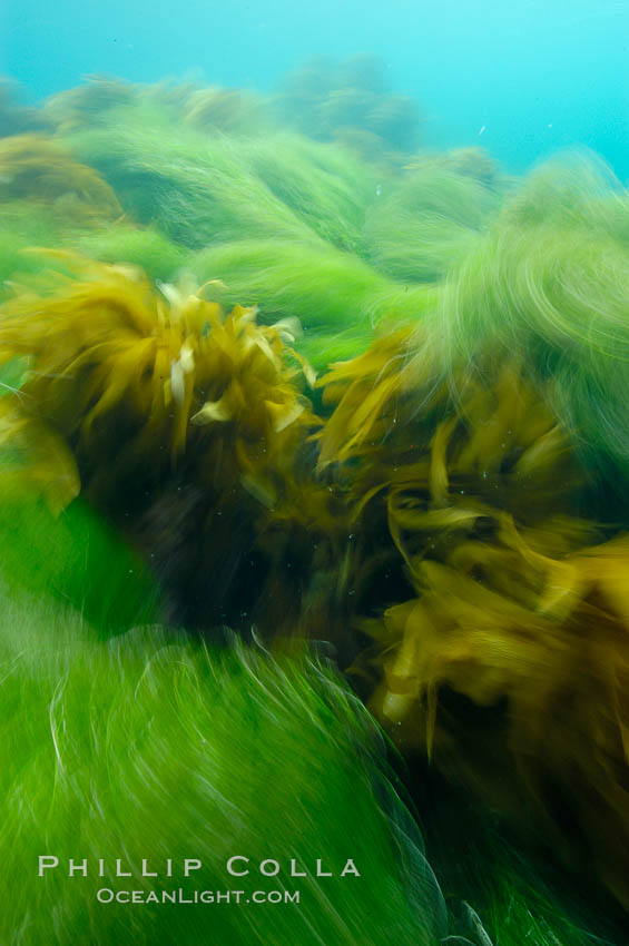 Surf grass (green) and palm kelp (brown) on the rocky reef -- appearing blurred in this time exposure -- are tossed back and forth by powerful ocean waves passing by above.  San Clemente Island. California, USA, Phyllospadix, natural history stock photograph, photo id 10267