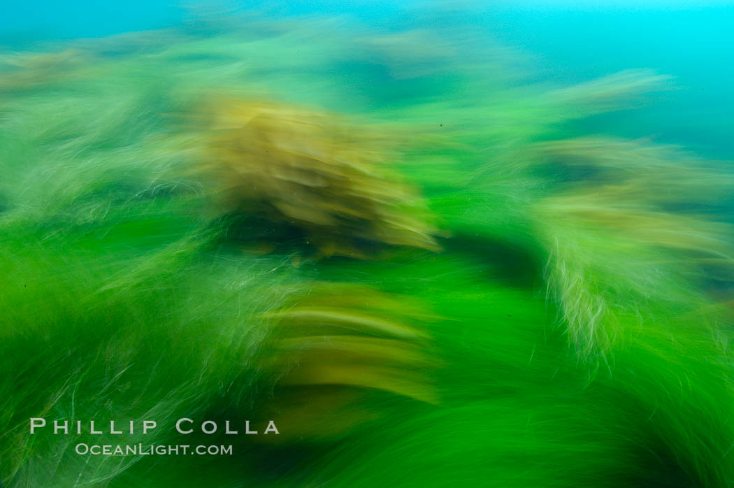Surf grass (green) and palm kelp (brown) on the rocky reef -- appearing blurred in this time exposure -- are tossed back and forth by powerful ocean waves passing by above.  San Clemente Island. California, USA, Phyllospadix, natural history stock photograph, photo id 10269