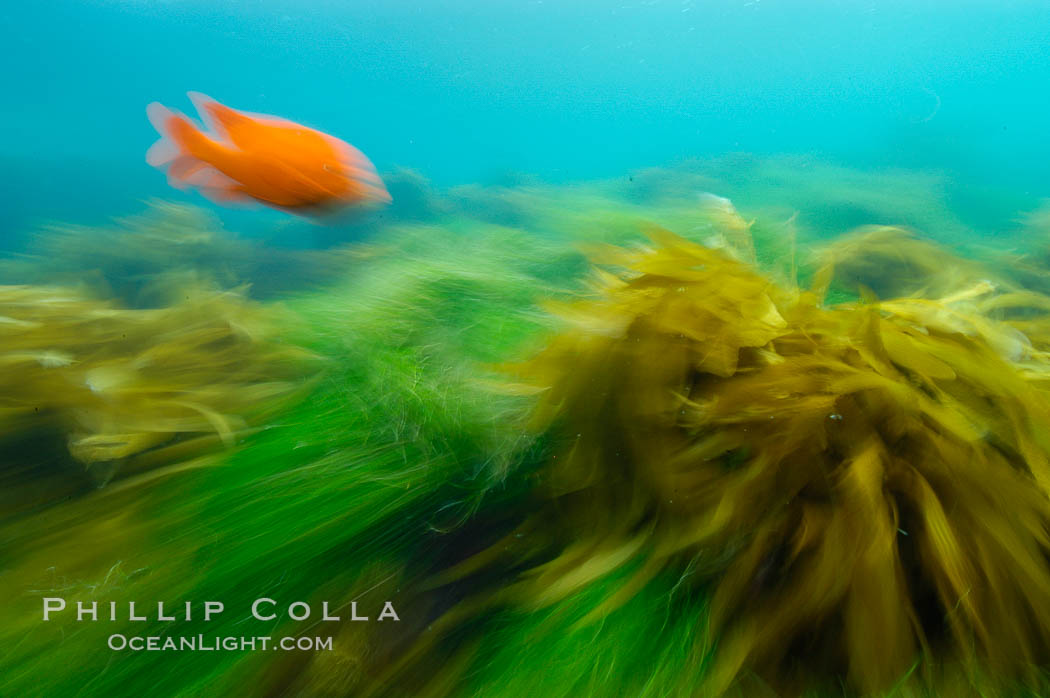 A garibaldi fish (orange), surf grass (green) and palm kelp (brown) on the rocky reef -- all appearing blurred in this time exposure -- are tossed back and forth by powerful ocean waves passing by above.  San Clemente Island. California, USA, Hypsypops rubicundus, Phyllospadix, natural history stock photograph, photo id 10238